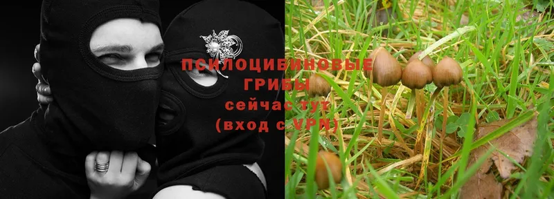 Галлюциногенные грибы Magic Shrooms  Губкинский 