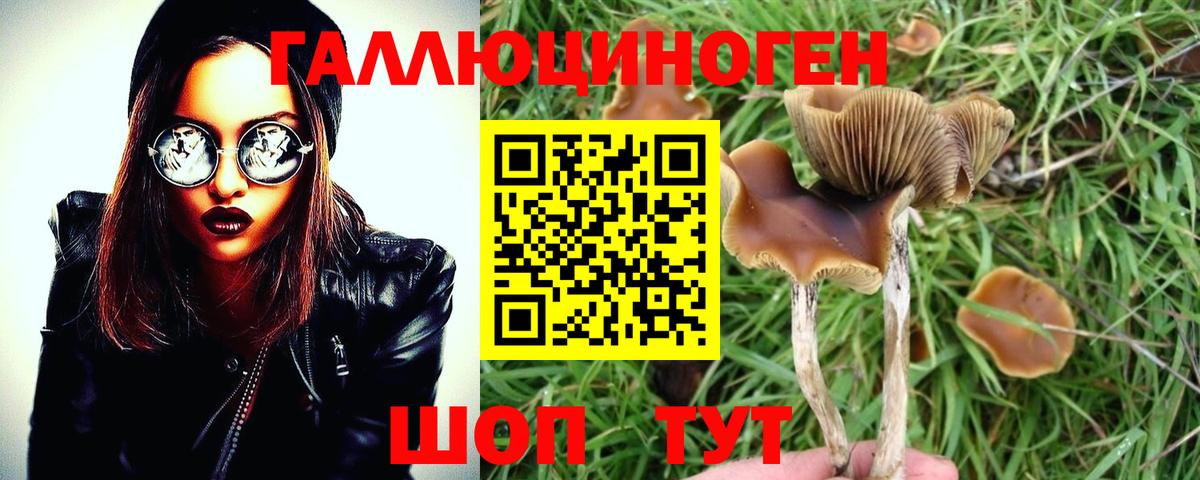 Галлюциногенные грибы Psilocybine cubensis Губкинский